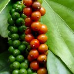 Đặc Tính Thực Vật Cây Tiêu