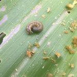 QUẢN LÝ SÂU HẠI NGÔ (BẮP)