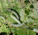 thong tin thuoc bvtv