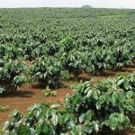 thong tin thuoc bvtv