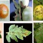 thong tin thuoc bvtv